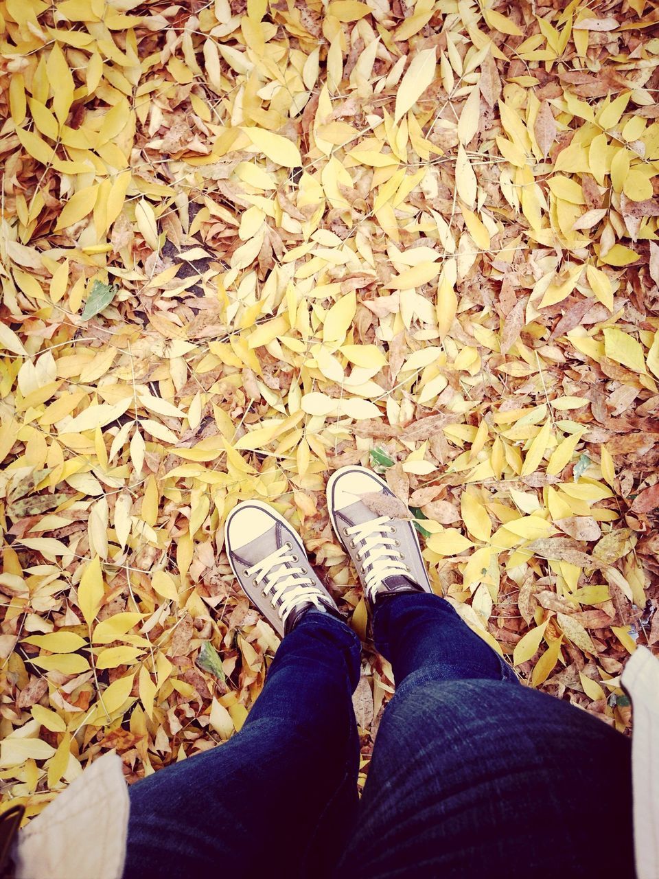 low section, person, personal perspective, shoe, lifestyles, high angle view, leaf, standing, human foot, autumn, leisure activity, men, jeans, season, directly above, leaves, footwear