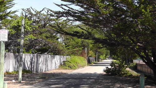 Walkway amidst trees against sky