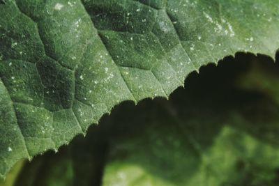 Close-up of leaves