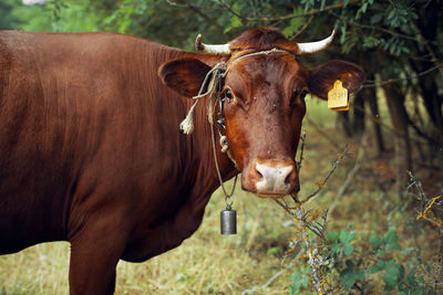 Cow standing in a field