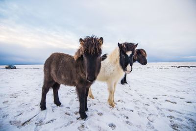 Horses on beach against sky