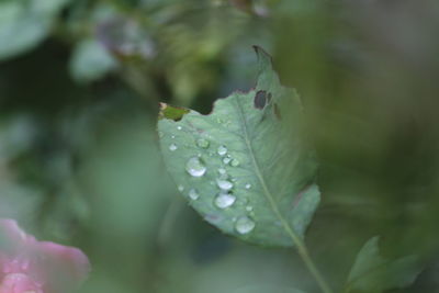 Close-up of wet plant leaves