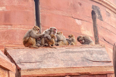 Monkey relaxing on stone wall