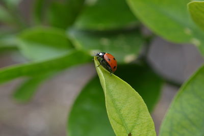 Close-up of ladybug on leaf