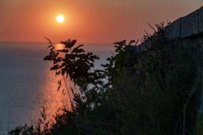 Silhouette plants against sea during sunset