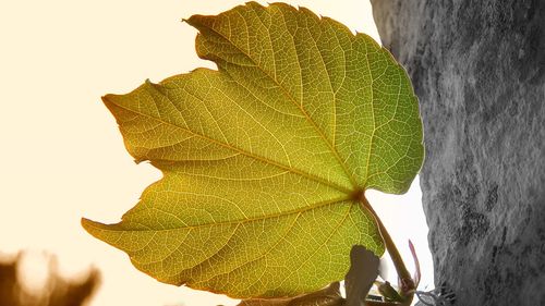 Close-up of leaf