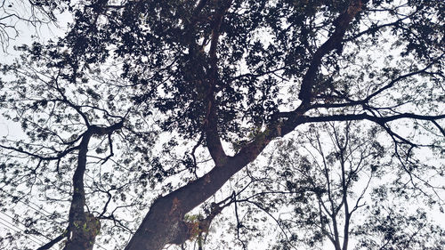 Low angle view of tree against sky