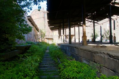 Narrow walkway along plants