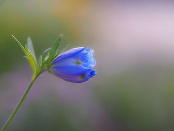 Close-up of flower against blurred background