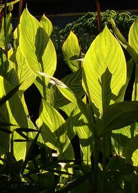 Close-up of green leaves