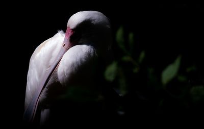 Close-up of a bird