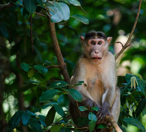 Portrait of monkey on tree