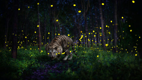 Tiger in forest at night