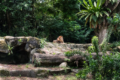 Monkey sitting in a forest