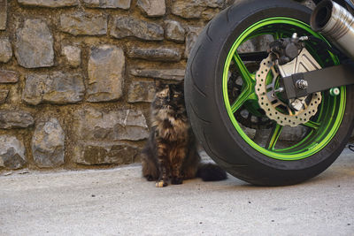 Close-up of a cat on the wall