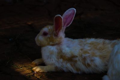 Close-up of a rabbit on field