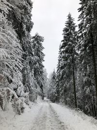 Road amidst trees against sky during winter