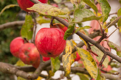 Close-up of apple growing outdoors