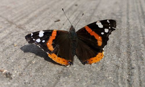 Butterfly on leaf