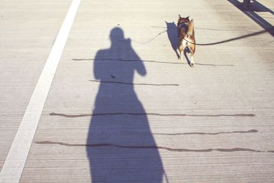 High angle view of man on dog