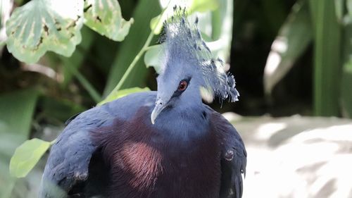 Close-up of a bird