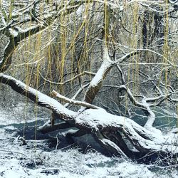 Snow covered bare trees