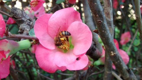 Close-up of bee pollinating on pink flower