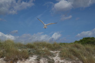 Bird flying over a field