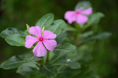 Close-up of pink cosmos blooming outdoors