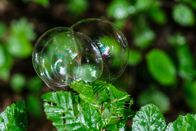 Soap bubbles on the leaves