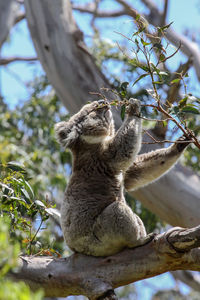 Koala feeding on the green leaves of an eucalyptus tree