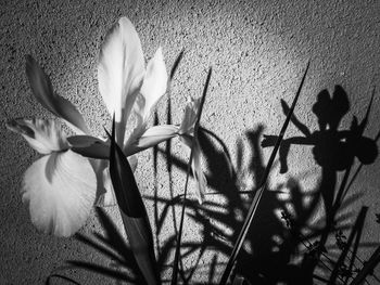 Close-up of flowers blooming outdoors