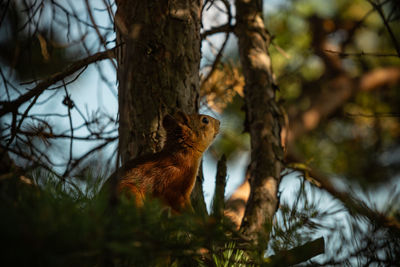Squirrel on tree trunk