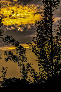 Low angle view of silhouette trees against sky during sunset