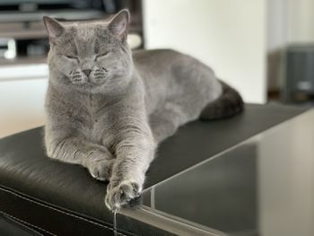 Close-up of a cat resting