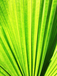 Full frame shot of palm leaf