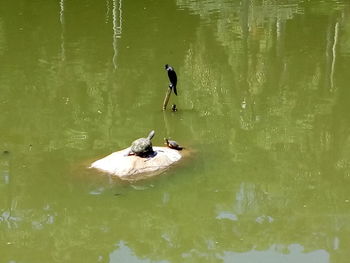 Ducks swimming on lake