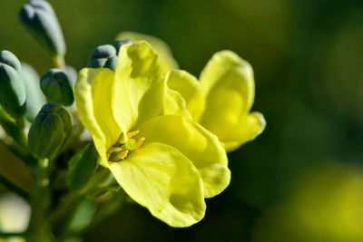 Close-up of yellow flowering plant