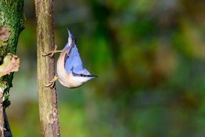 Nuthatch, sitta europaea, reaching from a tree branch