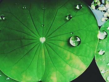 Close-up of water drops on leaves