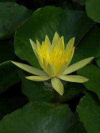 Close-up of lotus water lily in pond