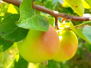 Close-up of fruit growing on tree