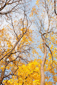 Low angle view of tree against sky