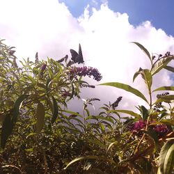 Low angle view of flowering plants against sky