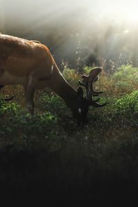 Deer illuminated by rays of sun while eating grass 