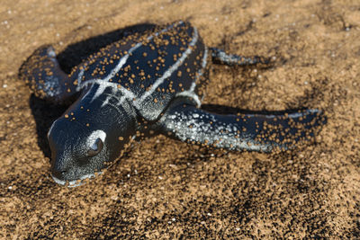 Close-up of shell on sand