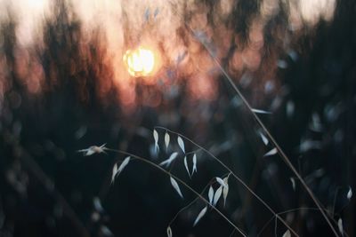 Close-up of illuminated plant at sunset