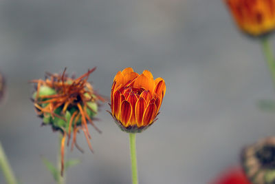 Close-up of orange flowering plant