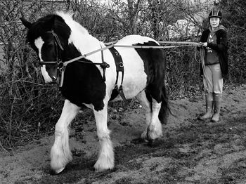 Portrait of girl training horse