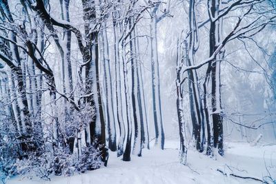 Bare trees in snow covered forest